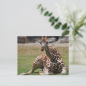 Lounging Giraffe Postkarte (Stehend Vorderseite)