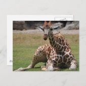 Lounging Giraffe Postkarte (Vorne/Hinten)