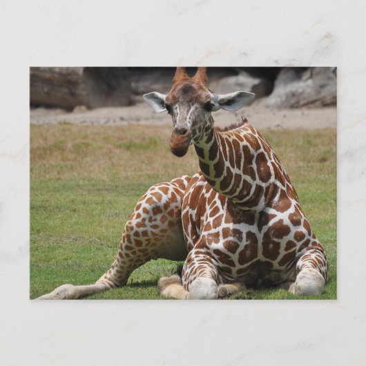 Lounging Giraffe Postkarte (Vorderseite)