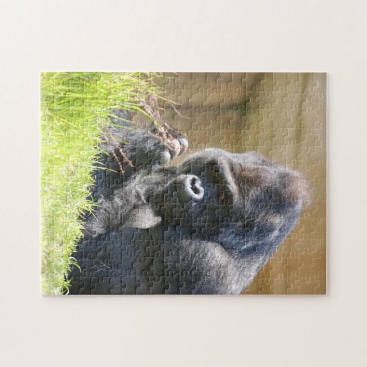 Lounging Gorilla Puzzle (Horizontal)