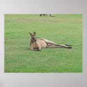 Lounging Kangaroo Poster (Vorne)
