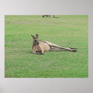Lounging Kangaroo Poster