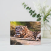 Lounging Leopard Postkarte (Stehend Vorderseite)