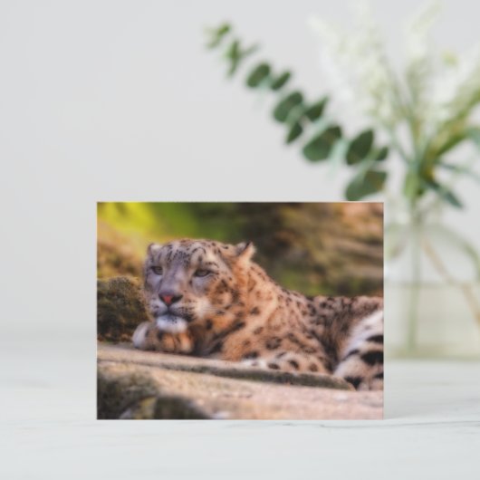 Lounging Leopard Postkarte (Stehend Vorderseite)