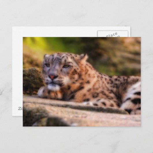 Lounging Leopard Postkarte (Vorne/Hinten)