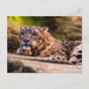 Lounging Leopard Postkarte