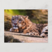 Lounging Leopard Postkarte (Vorderseite)