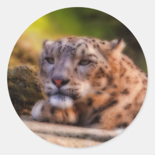 Lounging Leopard Runder Aufkleber