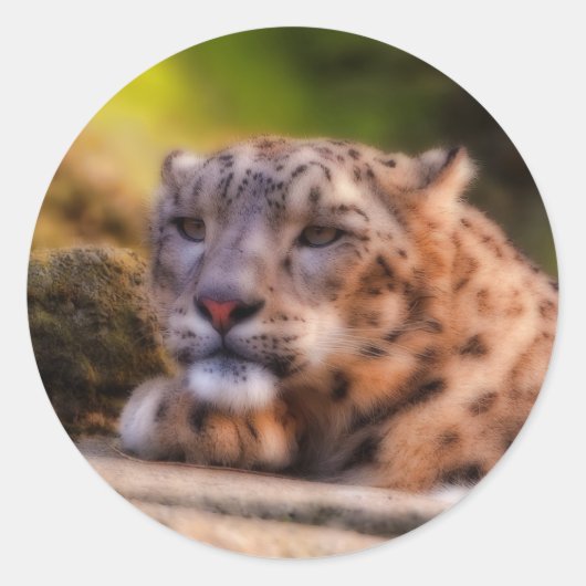 Lounging Leopard Runder Aufkleber (Vorderseite)