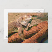 Lounging Lizard Postkarte (Vorne/Hinten)