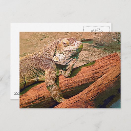 Lounging Lizard Postkarte (Vorne/Hinten)