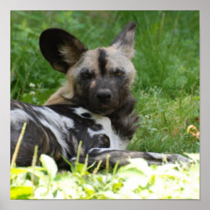Lounging Wild Dog Poster
