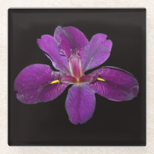 Lousiana Black Gamecock Iris Blume Glass Untersetz Glasuntersetzer