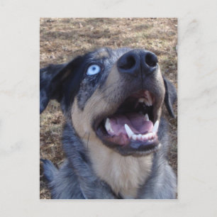 Lousiana Catahoula Leopard Dog Postkarte