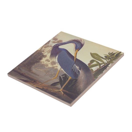Lousiana Heron in Grau, Green und Blue von Audubon Fliese (Seite)