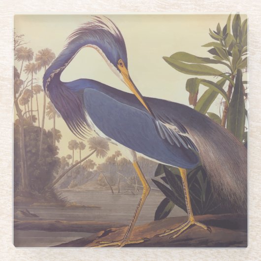 Lousiana Heron in Grau, Green und Blue von Audubon Glasuntersetzer (Vorderseite)