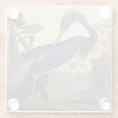 Lousiana Heron in Grau, Green und Blue von Audubon Glasuntersetzer (Rückseite)