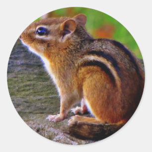 Lovable Chipmunk Runder Aufkleber