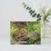 Love Baby Chipmunk Geschwister Postkarte (Stehend Vorderseite)