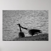 Love Birds B&W Poster Medium (Vorne)