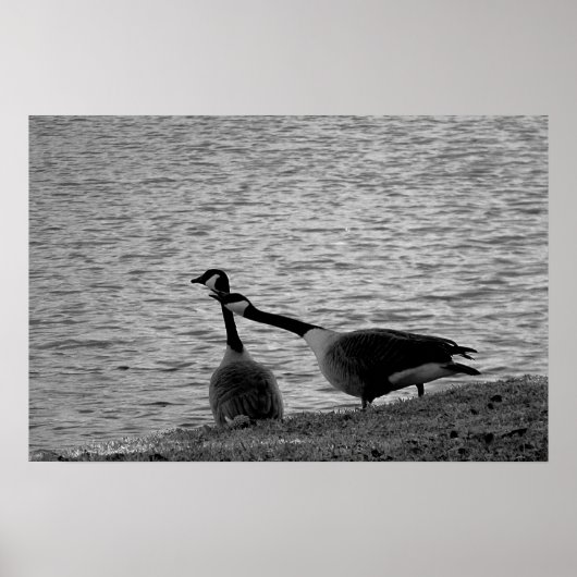 Love Birds B&W Poster Medium (Vorne)