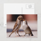Love Birds Kissing Postkarte (Vorne/Hinten)