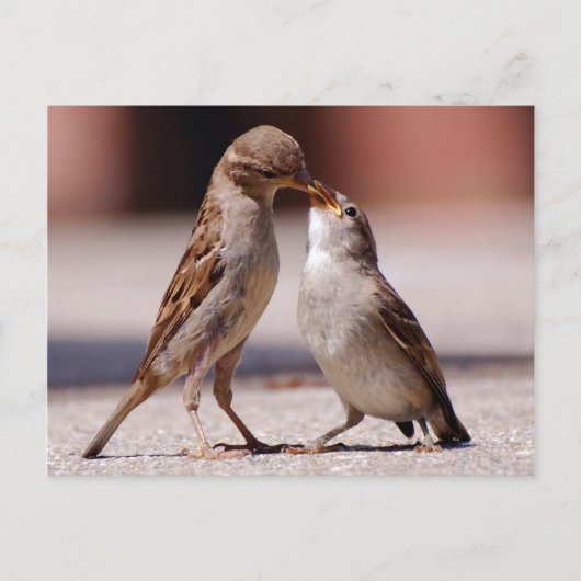 Love Birds Kissing Postkarte (Vorderseite)