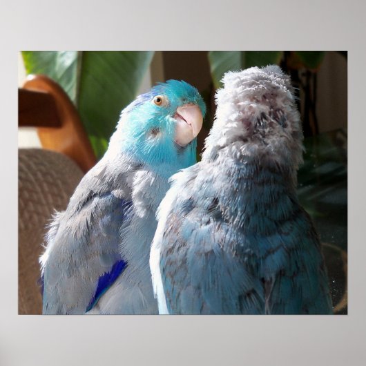 Love Birds - Pacific Parrotlet Birds poster Foto (Vorne)