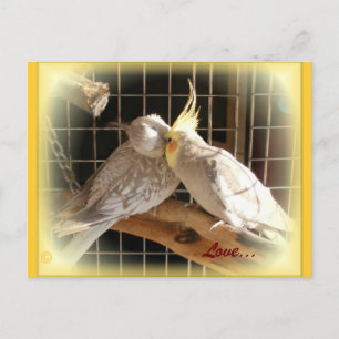 Love Birds Postcard Postkarte