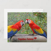 Love Birds Scarlet Mackaws Happy Couple Postkarte (Vorne/Hinten)