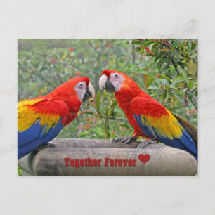 Love Birds Scarlet Mackaws Happy Couple Postkarte