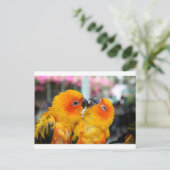 Love Birds Tickle Postkarte (Stehend Vorderseite)