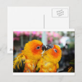 Love Birds Tickle Postkarte (Vorne/Hinten)