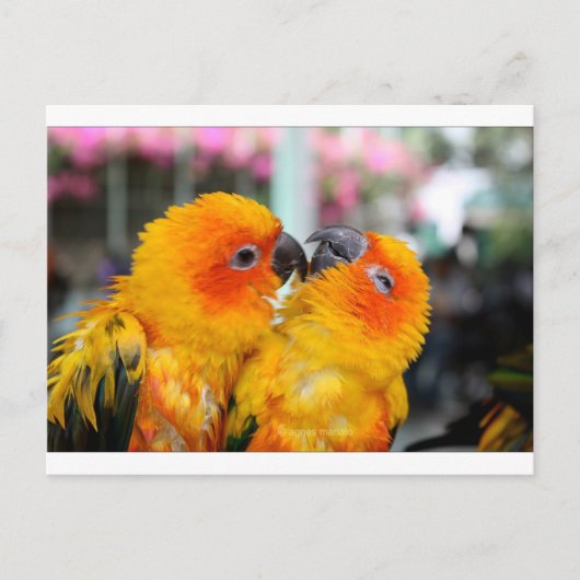 Love Birds Tickle Postkarte (Vorderseite)