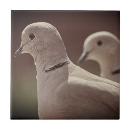 Love Birds Tile Fliese