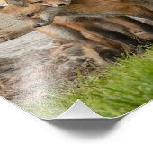 Love Fox Kits Fotodruck (Ecke)