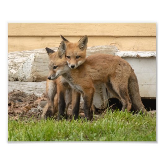 Love Fox Kits Fotodruck (Vorne)