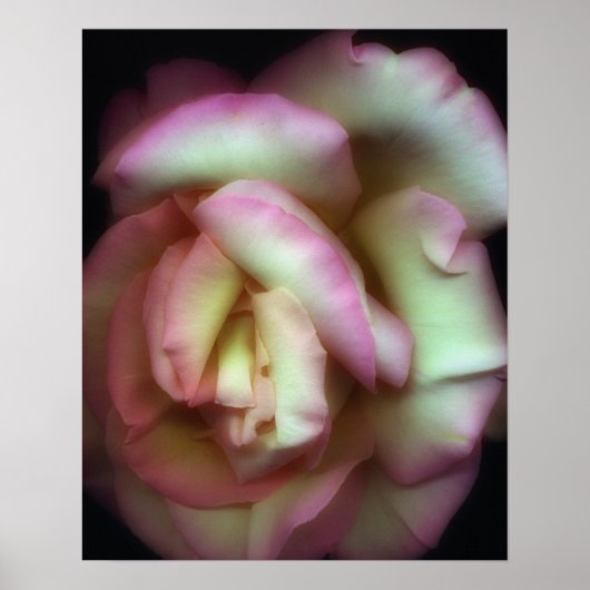 <Love is a Rose>von Nathan Griffith Poster (Vorne)