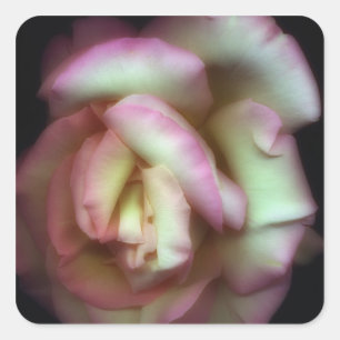 <Love is a Rose>von Nathan Griffith Quadratischer Aufkleber