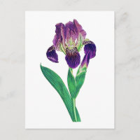 Love Lila Dutch Iris