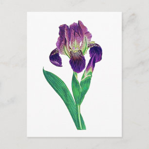 Love Lila Dutch Iris Postkarte