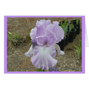 Love Pale Lila Iris