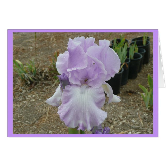 Love Pale Lila Iris (Vorderseite (Horizontal))
