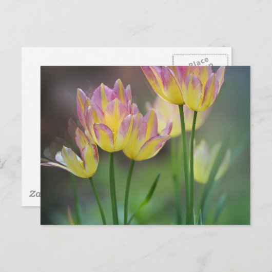 Love Postkarte (Vorne/Hinten)