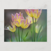 Love Postkarte (Vorderseite)