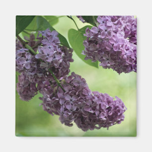 Love Spring Magnet