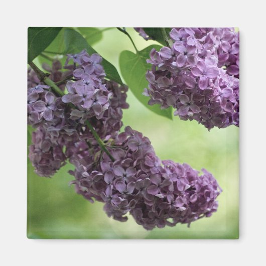 Love Spring Magnet (Vorne)