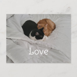 Love with Cat Heart Postcard Feiertagspostkarte
