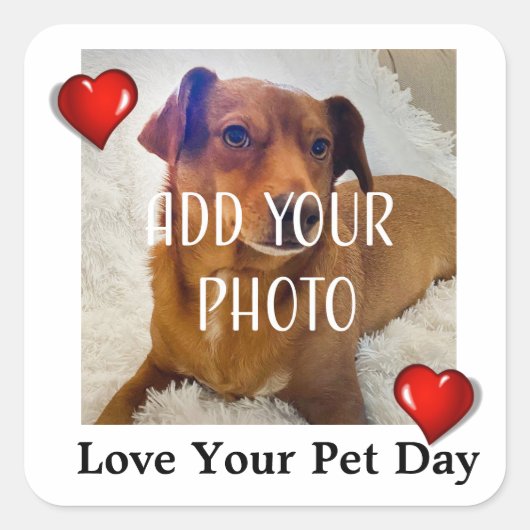 Love Your Pet Day Quadratischer Aufkleber (Vorderseite)