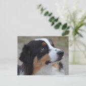 Loveable Australian Shepherd Postkarte (Stehend Vorderseite)